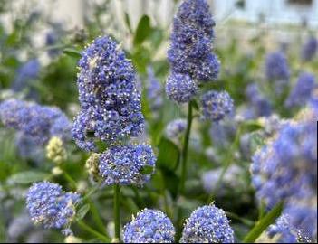 Ceanothus impressus 'Victoria'