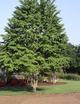 Cercidiphyllum japonicum