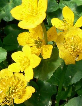 Caltha palustris