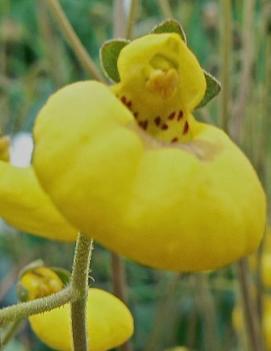 Calceolaria biflora 'Goldcap'