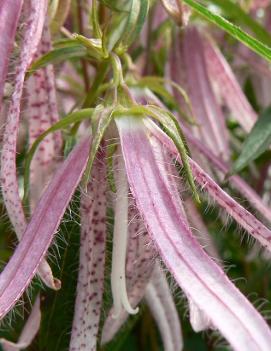 Campanula x 'Pink Octopus' (PP18885, COPF)