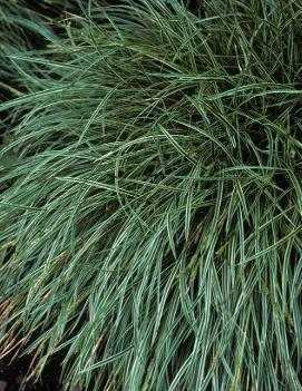 Carex conica 'Snowline'