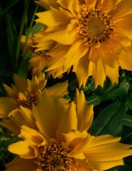 Coreopsis x 'Jethro Tull' (PP18789)