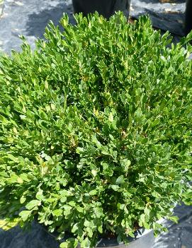 Buxus microphylla 'Pincushion'