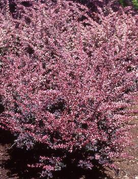 Berberis thunbergii 'Rose Glow'