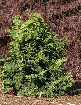 Chamaecyparis obtusa 'Graciosa'