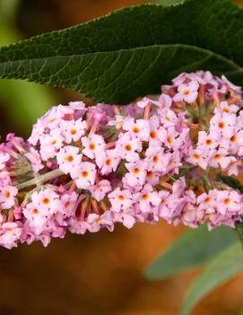 Buddleia Flutterby Grande® Peach Cobbler ('Podaras #5') (PP22144)