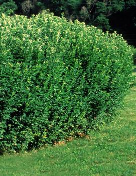 Cotoneaster lucidus