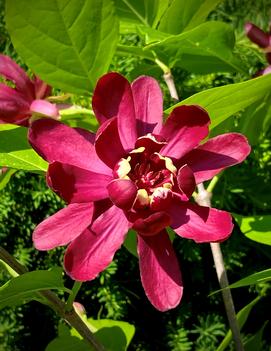 Calycanthus x raulstonii 'Hartlage Wine'