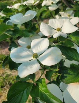 Cornus kousa 'Snow Tower' (PPAF)