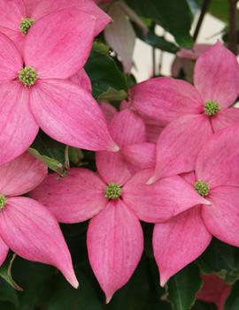 Cornus kousa Scarlet Fire® ('Rutpink') (PP28311)