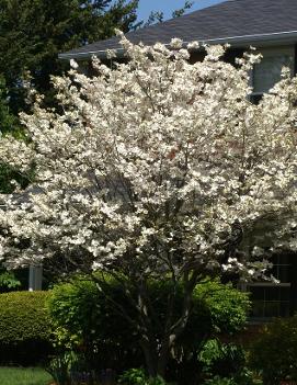 Cornus florida