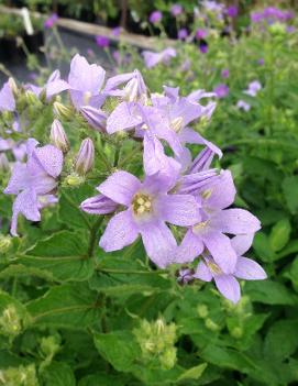 Campanula lactiflora 'Prichard's Variety'