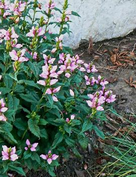 Chelone lyonii 'Hot Lips'