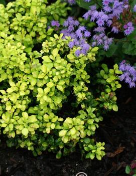 Berberis thunbergii Golden Nugget™ ('Monlers') (PP9577,CPBR3489)