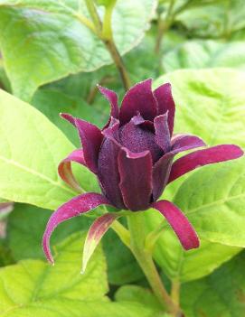 Calycanthus floridus