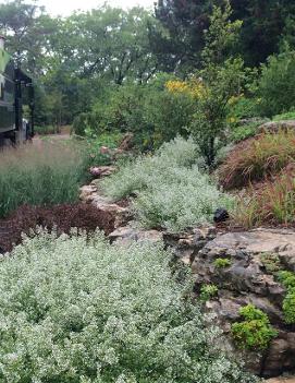 Calamintha nepeta subs. nepeta