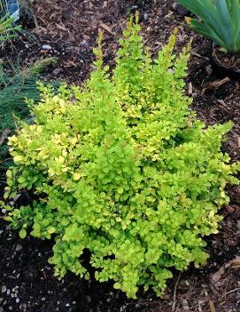 Berberis thunbergii 'Aurea Nana'