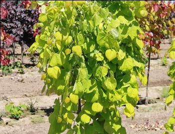 Cercis canadensis Golden Falls® ('NC2015-12')