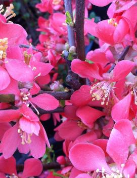 Chaenomeles x superba 'Texas Scarlet'