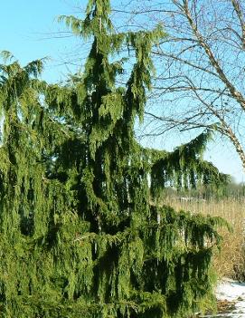 Chamaecyparis nootkatensis 'Pendula'