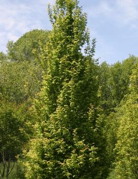 Carpinus betulus 'Frans Fontaine'