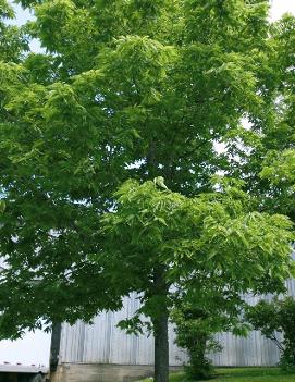 Celtis occidentalis