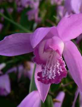 Bletilla striata