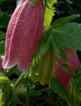 Campanula punctata 'Cherry Bells'