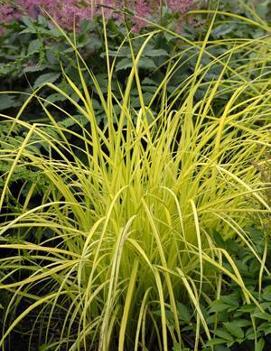 Carex elata 'Aurea'