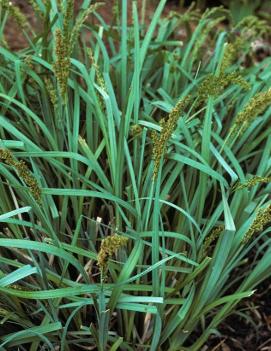 Carex glauca