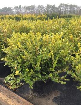 Buxus microphylla 'Faulkner'