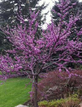 Cercis canadensis