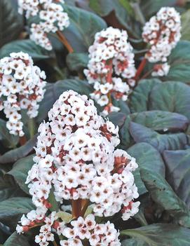 Bergenia x 'Bach'