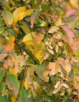 Carpinus betulus