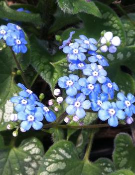 Brunnera macrophylla 'Emerald Mist' (PP20460, CPBR3976)