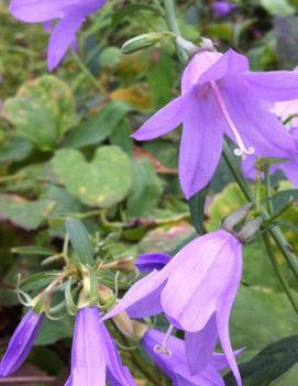 Campanula americana