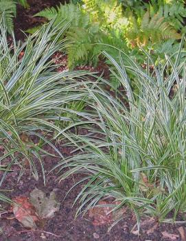 Carex morrowii 'Ice Dance'