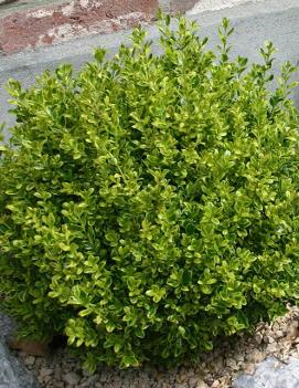 Buxus microphylla Golden Dream ('Peergold') (PP16052)