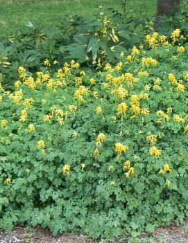 Corydalis lutea