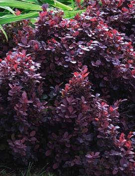 Berberis thunbergii 'Concorde'