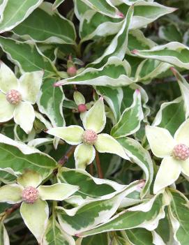 Cornus kousa 'Wolf Eyes'