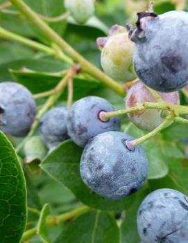 Blueberry 'Blue Jay'