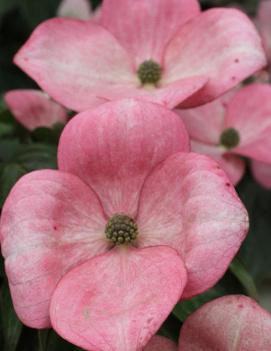 Cornus kousa Heart Throb® ('Schmred') (PP9283)