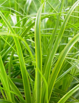 Carex oshimensis EverColor® ('Everlime') (PP25622)