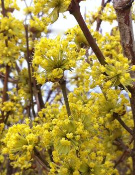 Cornus mas