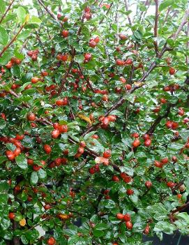 Cotoneaster divaricatus