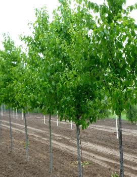 Betula alleghaniensis