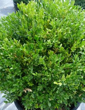 Buxus x 'Green Gem' (PP3736, COPF)