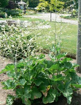 Crambe cordifolia